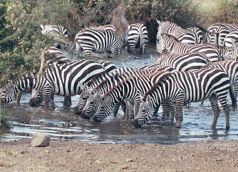 Die Zebras leben in einer Schiessbude